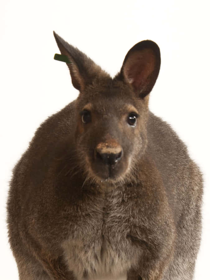 Retrato de Wallaby Fundo Branco
