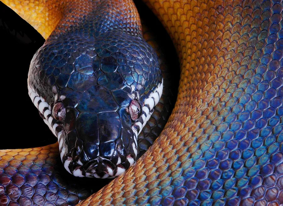 Python