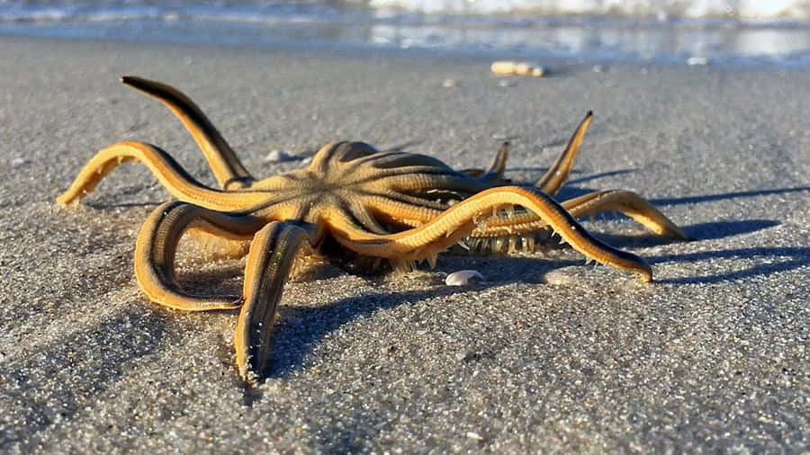 enstor søstjerne på stranden
