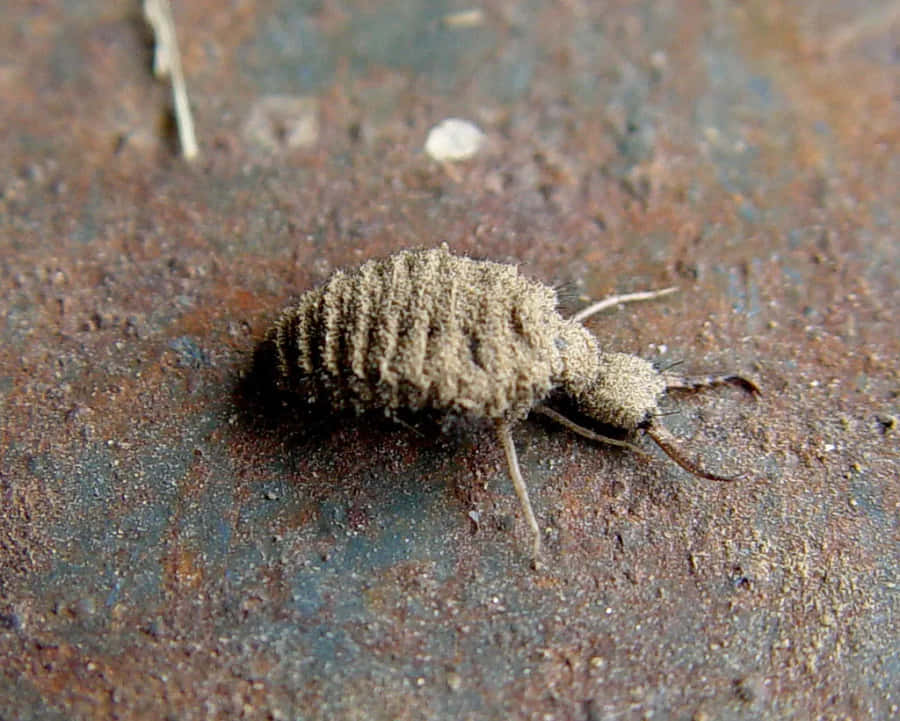 Close-up da Larva de Formiga Leão