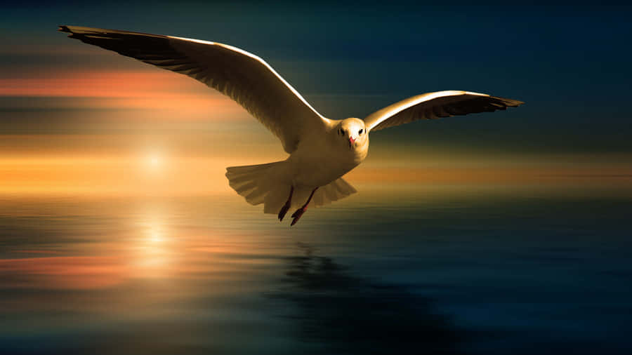 Elegantegabbiano in volo