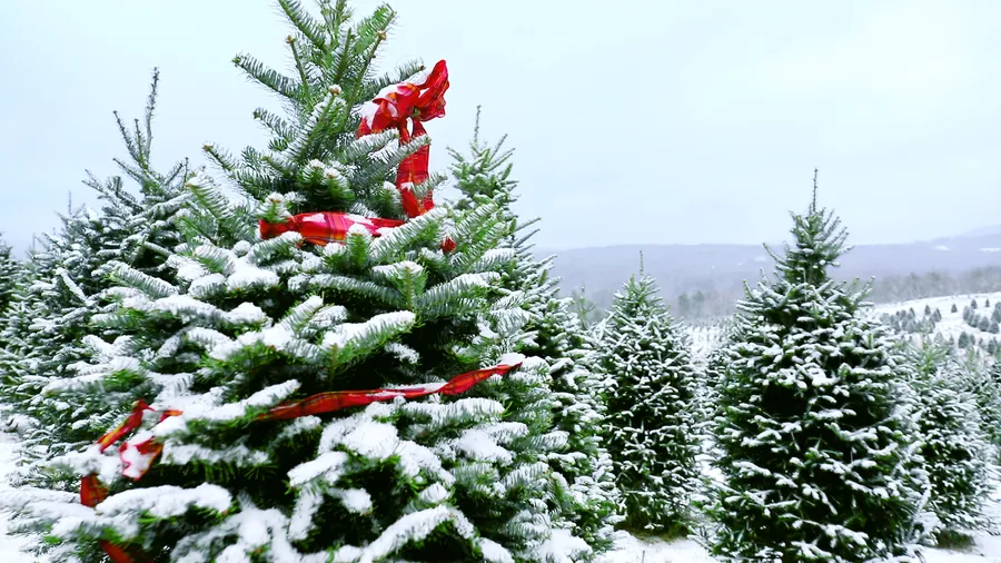 Snowy Christmas