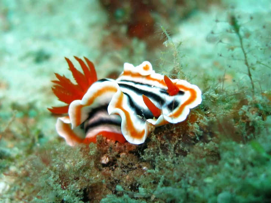 MajestätischerKragenhai schwimmt im tiefblauen Meer.