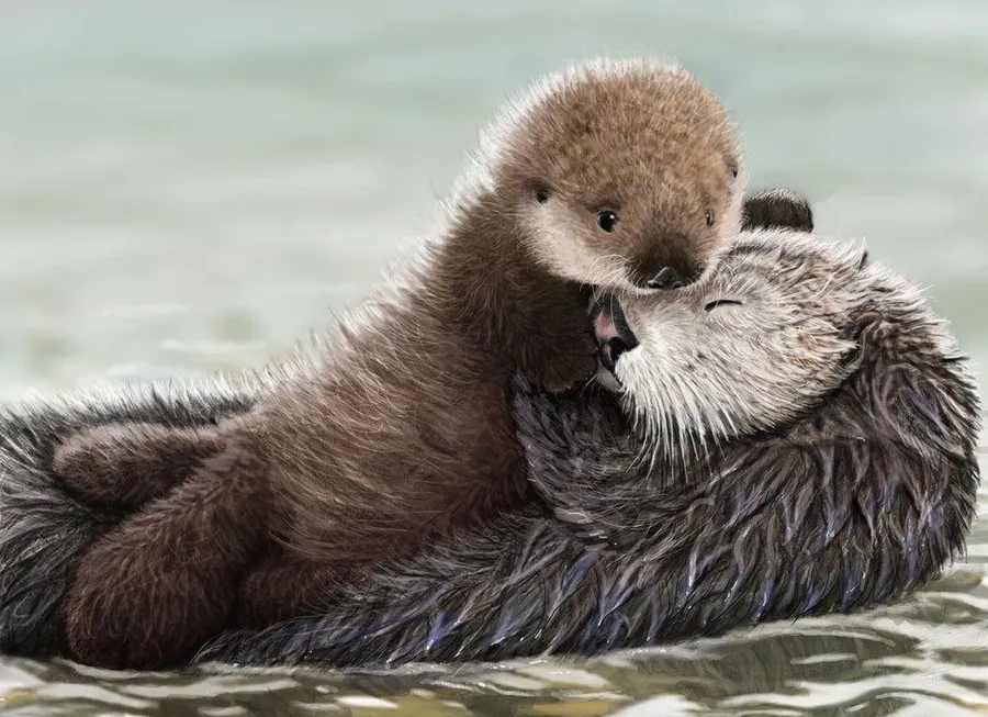 Otter pictures