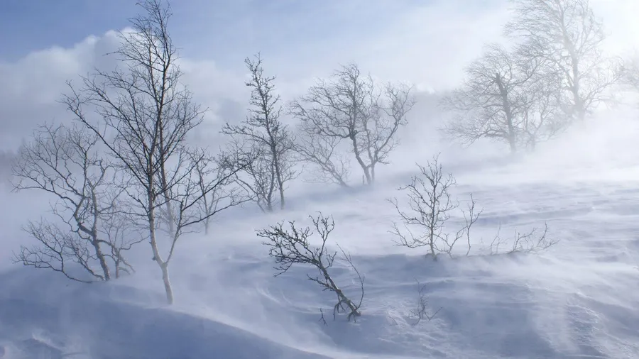Winter Forest Windy