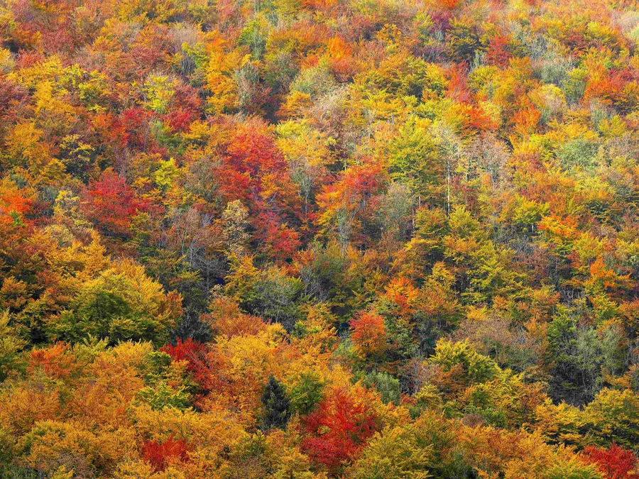 Fall Background