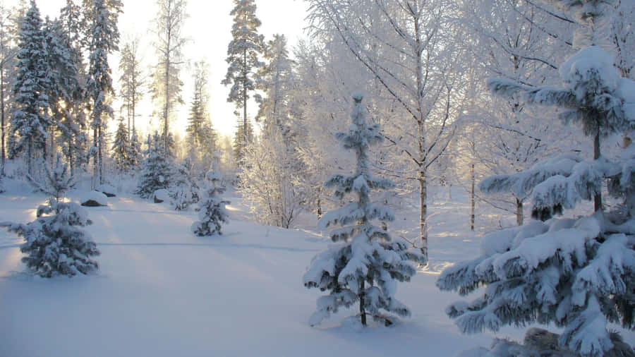Tagen lydløs spadseretur gennem en sneklædt vinter skov.