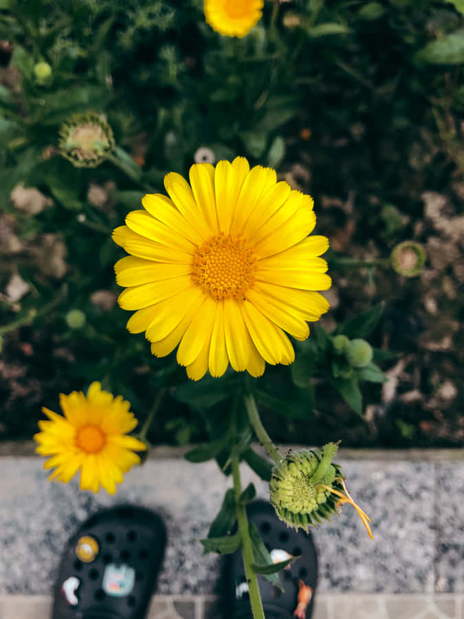 Bellissimomargherita gialla in fiore