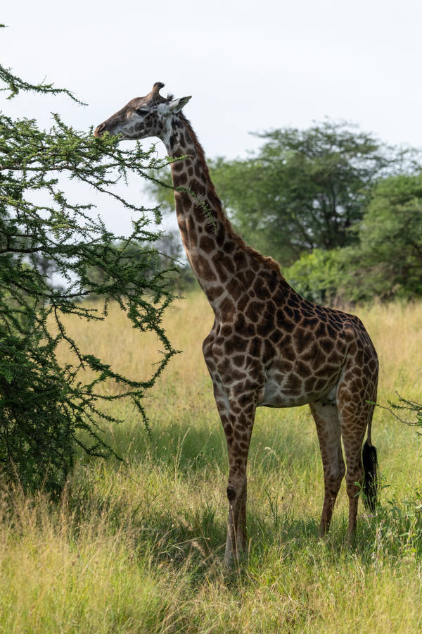 Download Giraffe Wallpaper