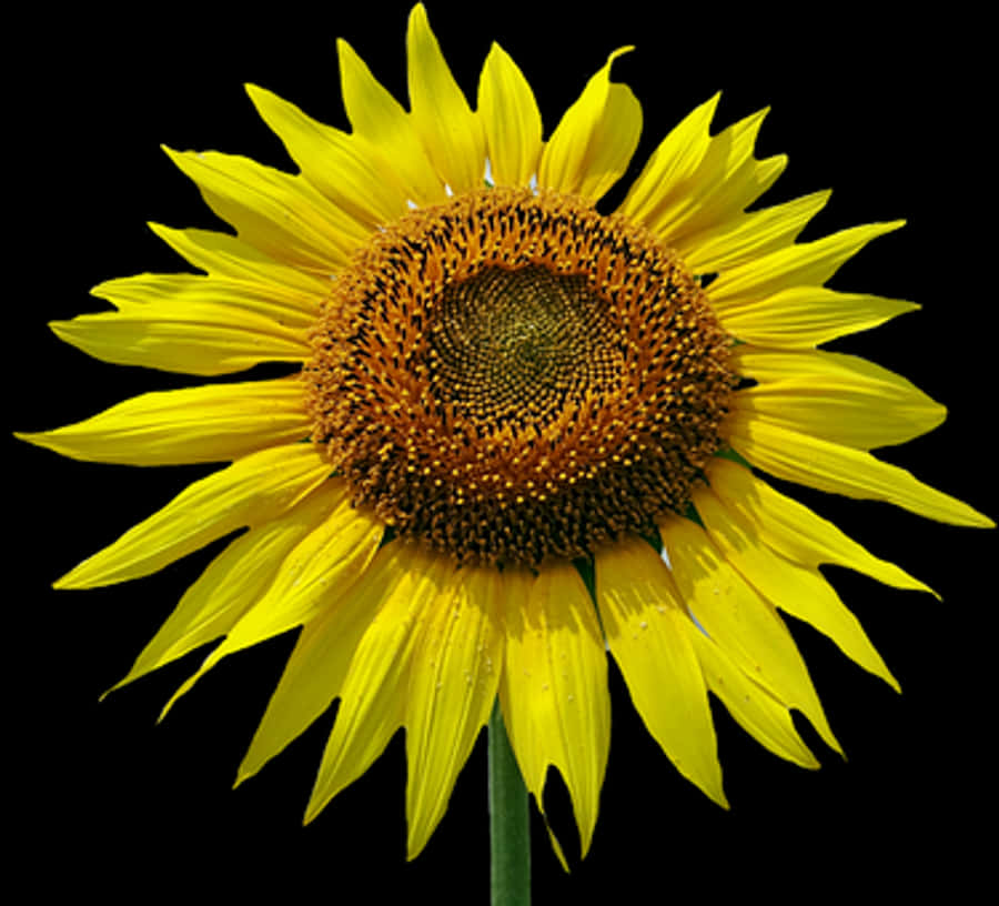 Vibrant Sunflower Black Background