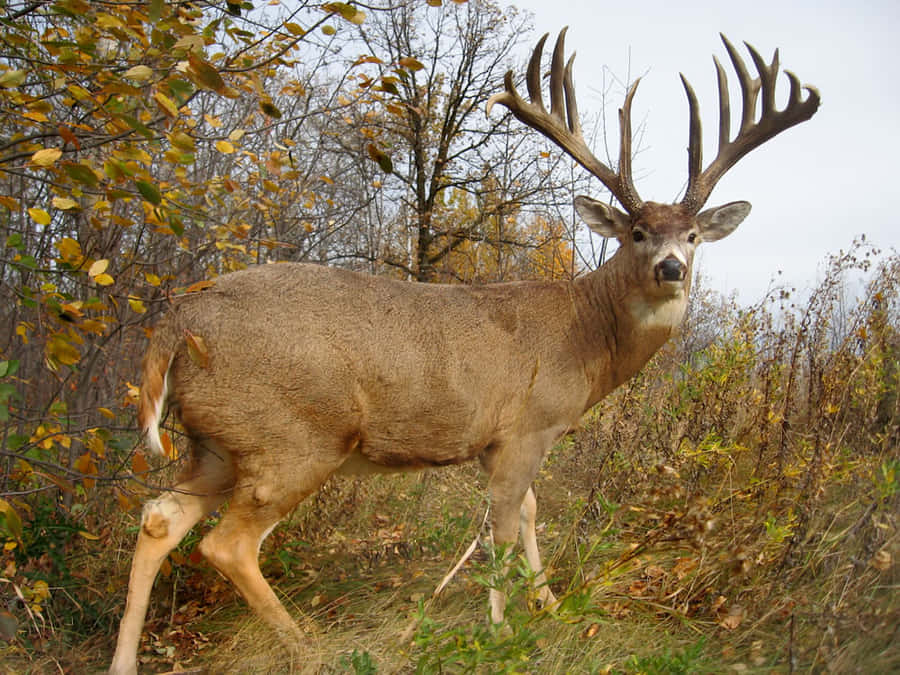 einHirsch, der auf dem Gras steht