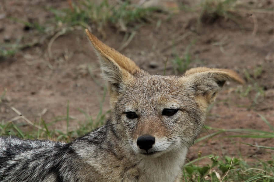 Wachsam Jackal im Gras