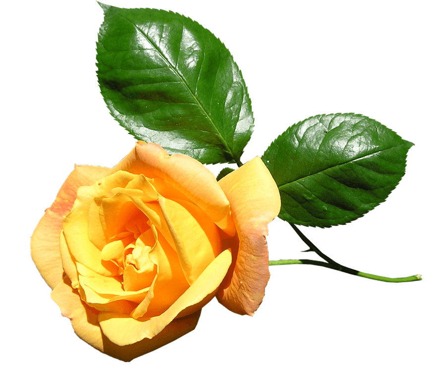 Yellow Rose Transparent Background