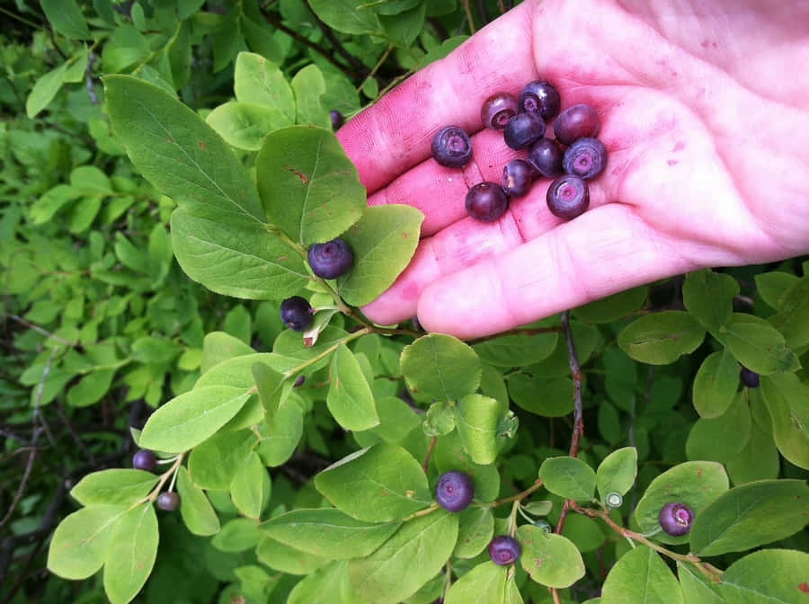 Håndplukkede Huckleberries i Naturen