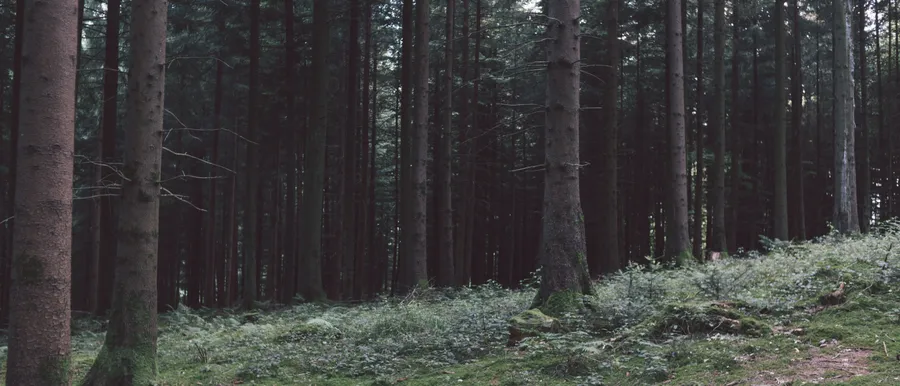 Ultra Wide Nature