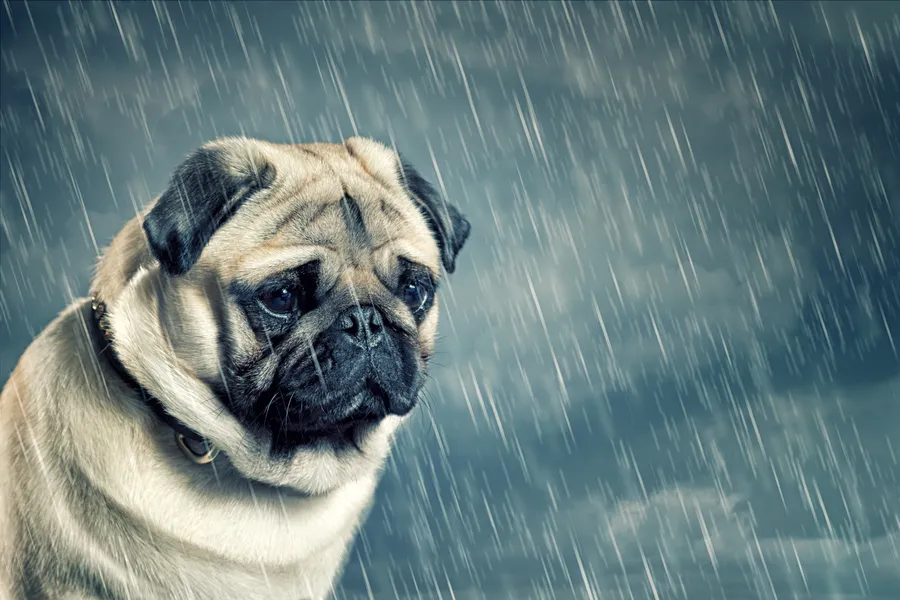 Pug