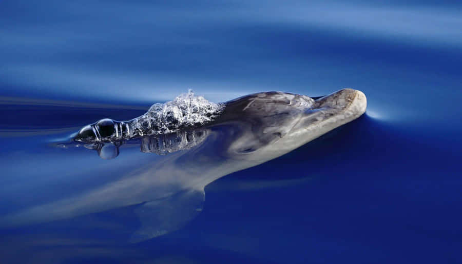 BilledeEn legesyg delfin springer op af vandet.