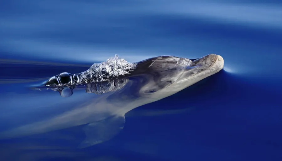 Dolphin pictures