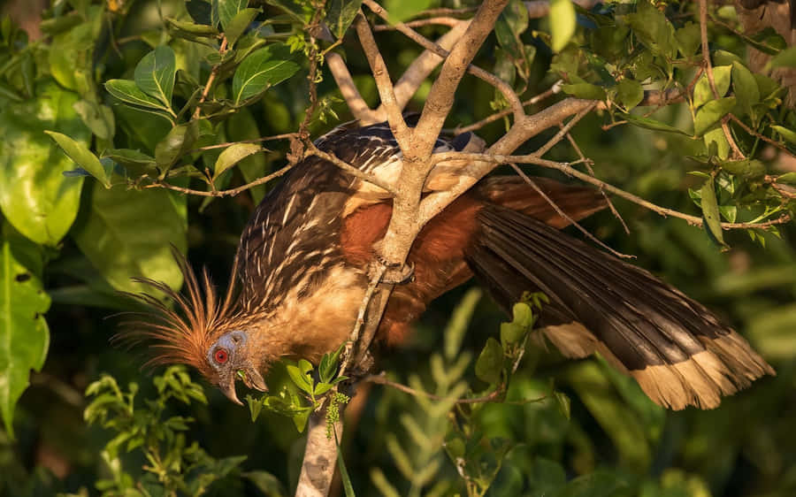 Hoatzin Empoleirado em Meio à Folhagem