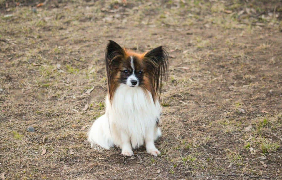 Cachorro Papillon em Posição ao Ar Livre.jpg