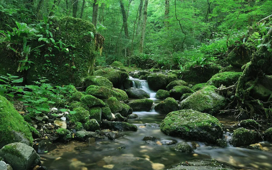 Creek Waterfalls
