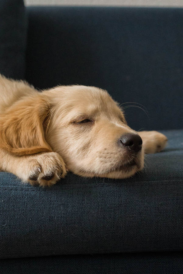 Golden Retriever puppy on couch wallpaper