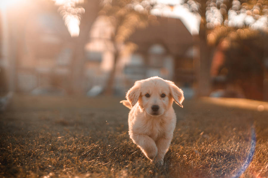 Golden Retriever puppy running in park wallpaper