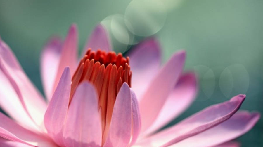 Download Gorgeous Pink Water Lily Wallpaper | Wallpapers.com