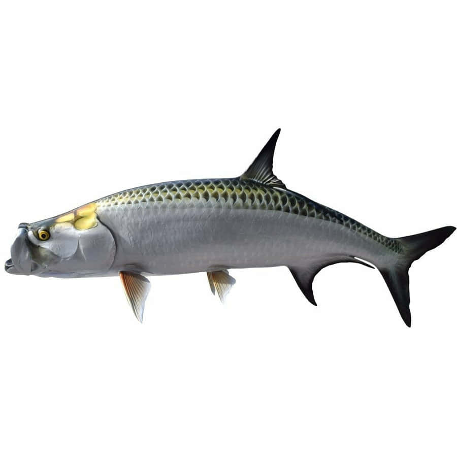 Pesce Tarpon Atlantico Isolato