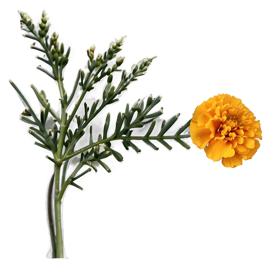 Marigold Cempasuchil PNG jye