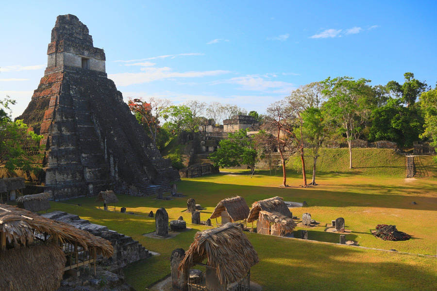 Download Great Jaguar Tikal Temple Guatemala Wallpaper | Wallpapers.com