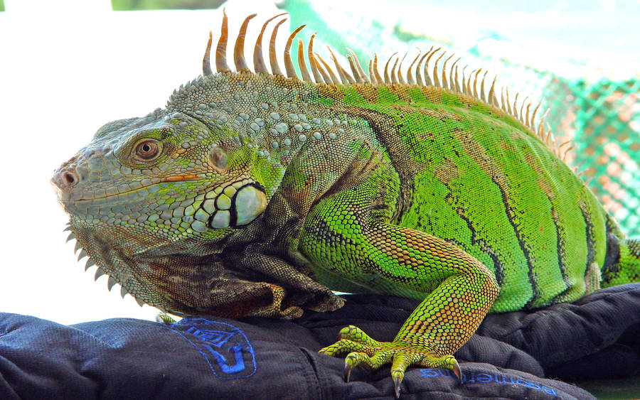 Download Green Iguana On Black Hand Gloves Wallpaper | Wallpapers.com