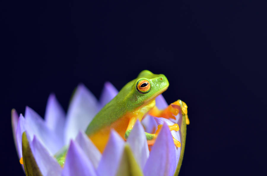 Green And Yellow Frog On Flower wallpaper