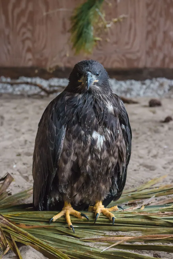 Young Eagle Pictures