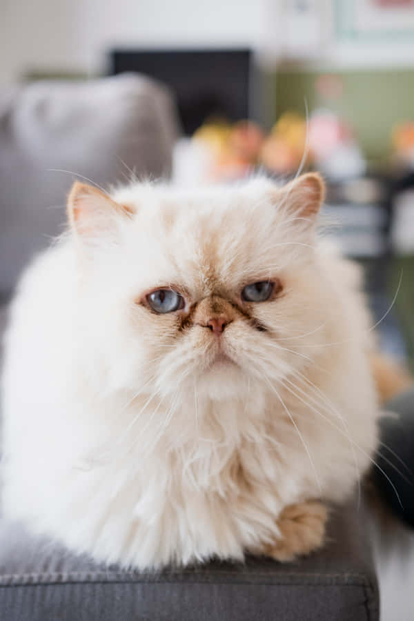 Grumpy Cat background