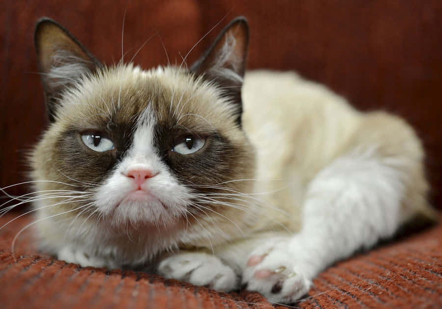 Grumpy Cat background