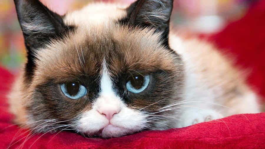 Grumpy Cat background