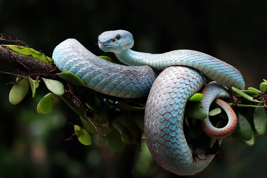 Python