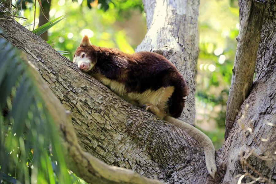 Canguru Arborícola Descansando em um Galho