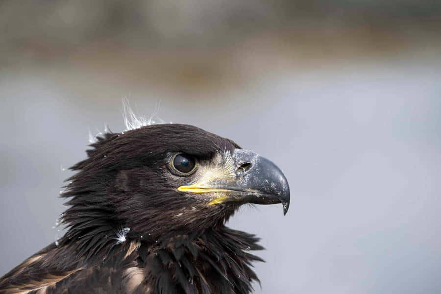 Einmajestätischer junger Adler schwebt über sein neues Zuhause.