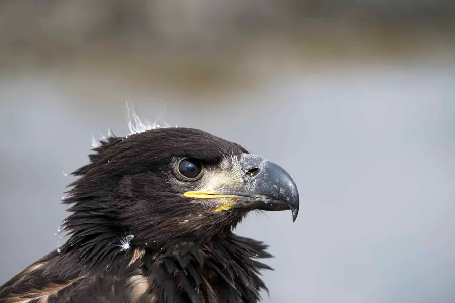 Young Eagle Pictures