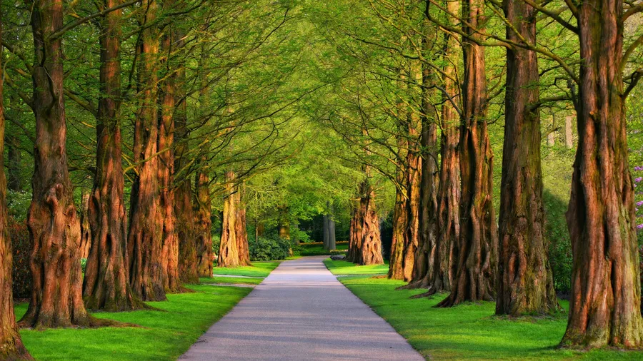 Greenery Background