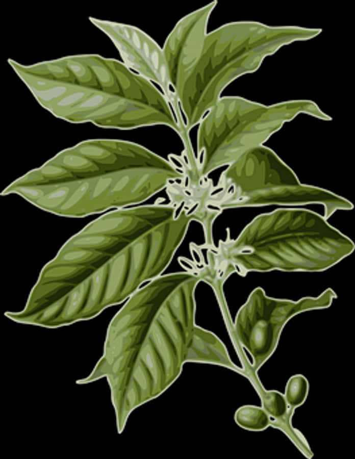 Coffee Plant Illustration