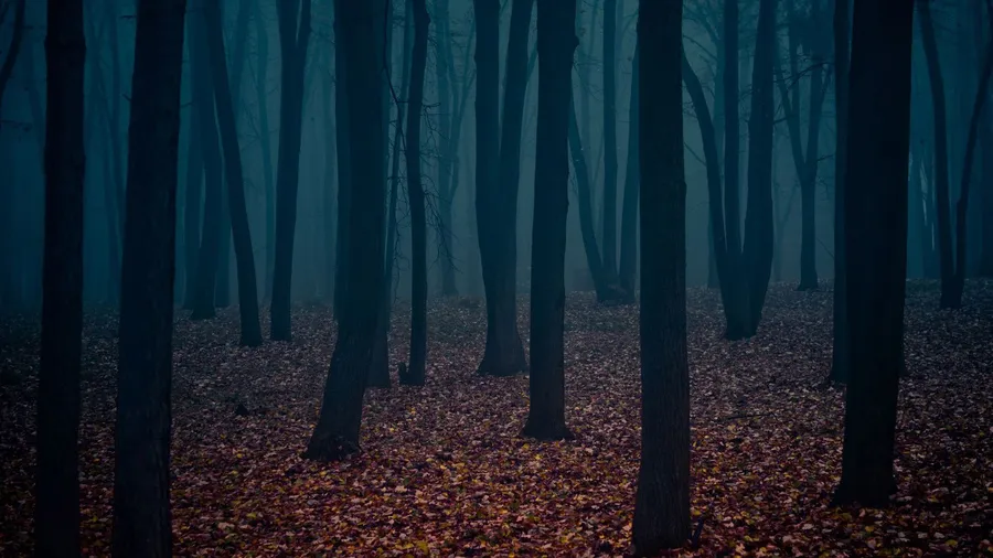 Dark Forest Background