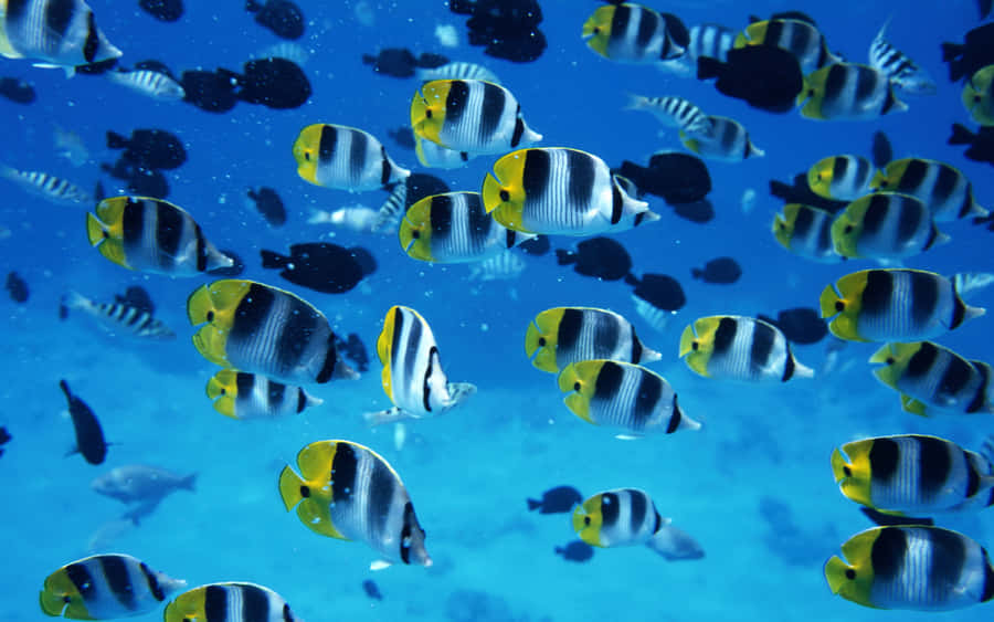 Bunte Schmetterlingsfische schwimmen unter Wasser
