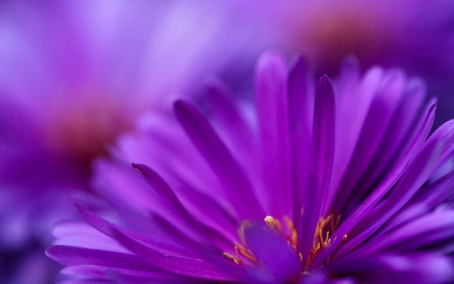 Zoomblomst lilla blade