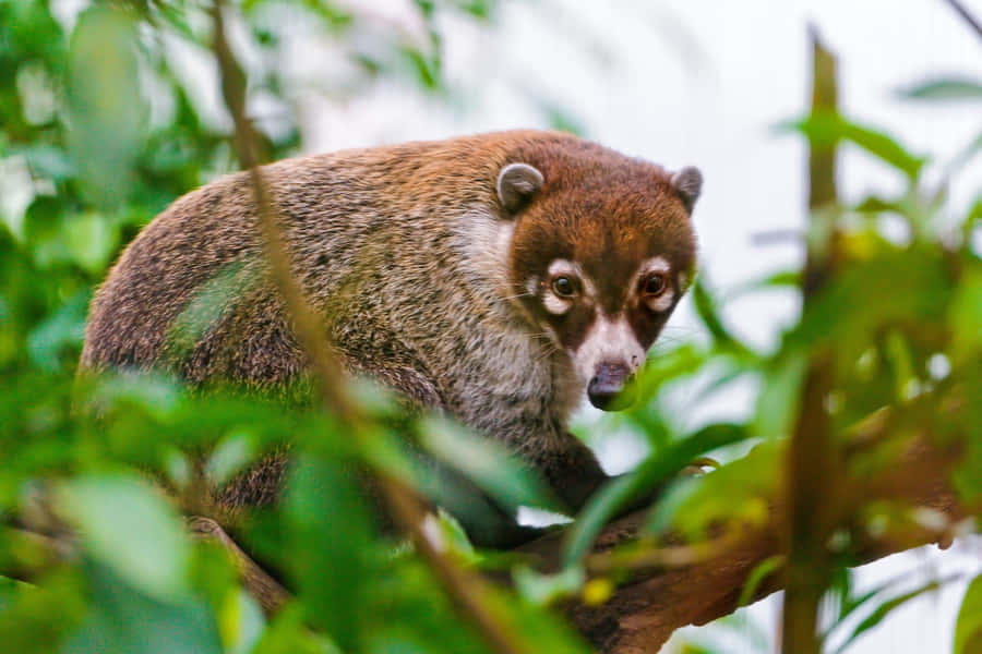 Coati in natürlichem Lebensraum