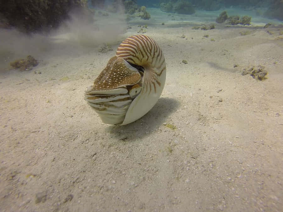 Nautilus Pompilius schwimmt unter Wasser