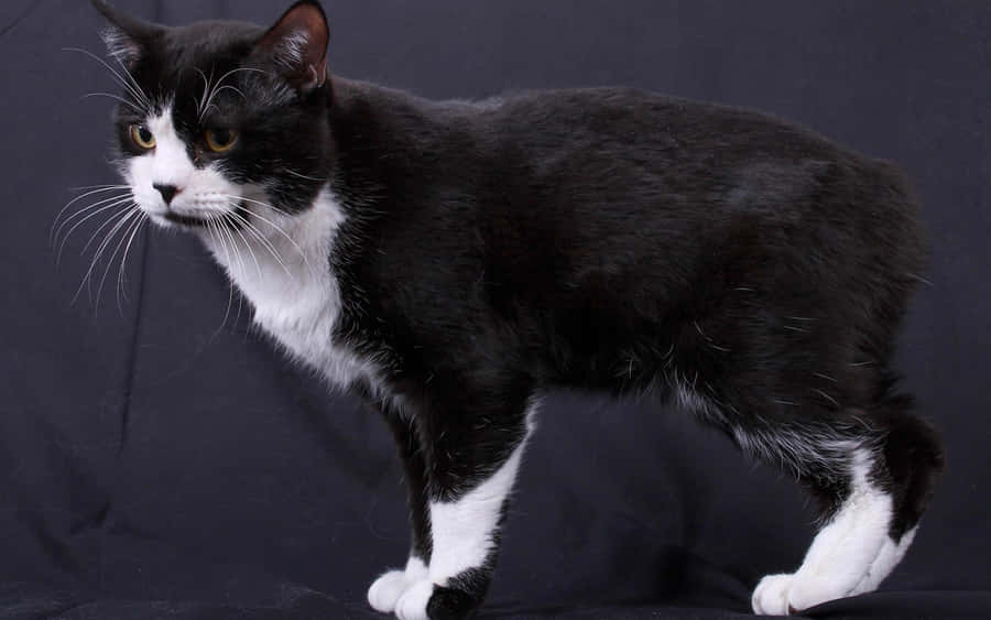 ManxKatze 2880 x 1800 Hintergrundbild