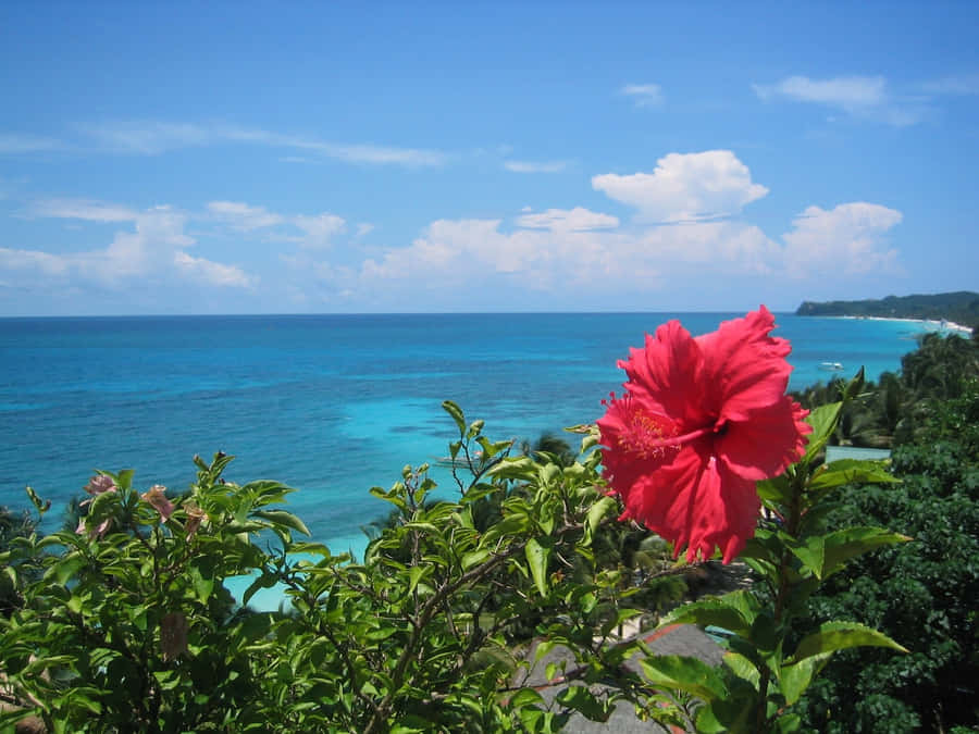 Ibisco Tropicale con Vista sul Mare